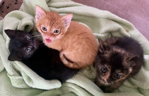 three small feral kittens